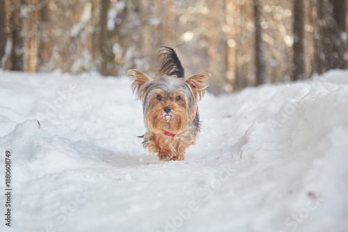 girl with yorkshire terrier in winter 