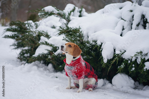 Beagle dog sitting outside in the snow, wearing red plaid costume, winter weather on the background, christmas photoshoot, looking up