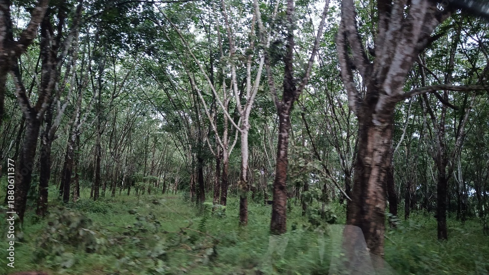 Fototapeta premium Natural Rubber Forest Plantation in Southeast Asia A tranquil view inside a rubber tree plantation featuring tall tree trunks, layered green foliage, and natural undergrowth.