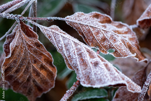 Brown Leaves Covered in Frost
