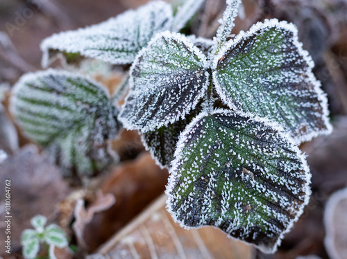 Frost on Green Woodland Leaves