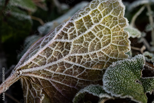 Frosted Leaf with Delivate Veins