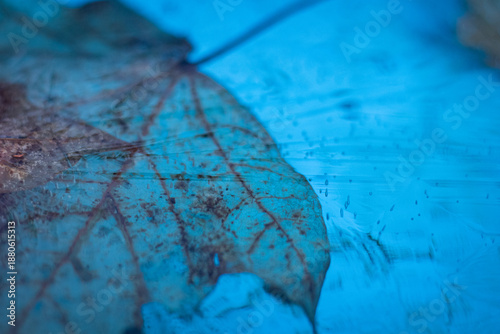 Leaf Suspended in Frozen Water