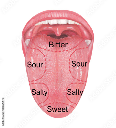 Slika na platnu Tongue - The part that senses taste