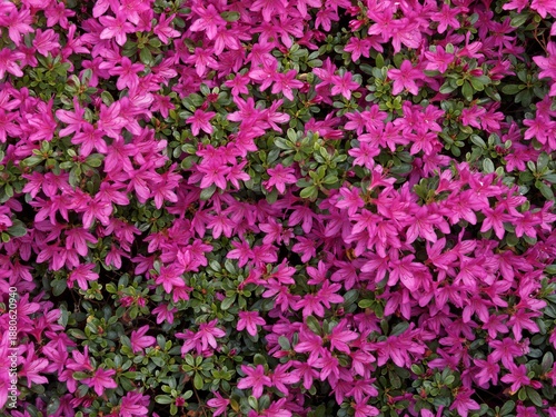 Wallpaper Mural Wall of pink flowers, can be used as a background Torontodigital.ca