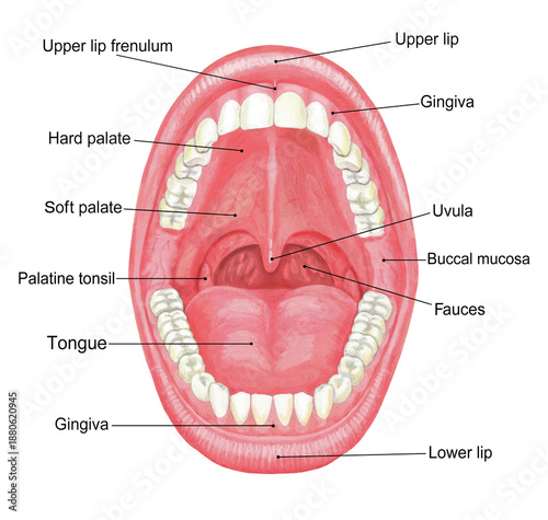 Billede på lærred Illustration of the Mouth - With Names