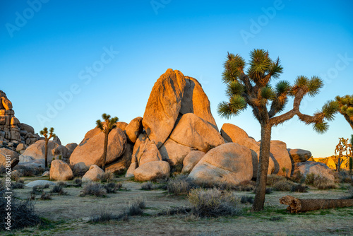 Foto Joshua tree national park