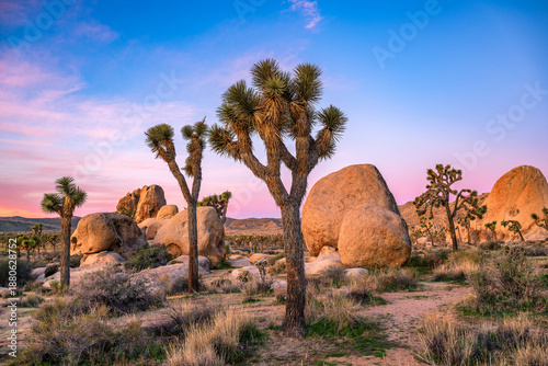 Joshua tree national park