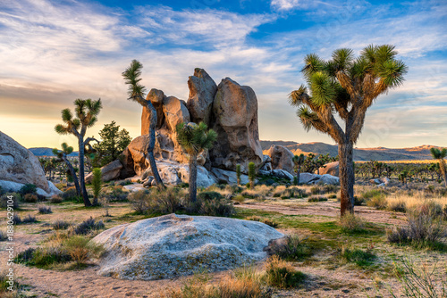 Canvastavla Joshua tree national park