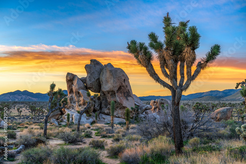 Obraz na płótnie Joshua tree national park