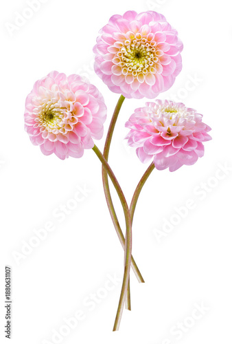 close up of pink dahlia flowers isolated on transparent background