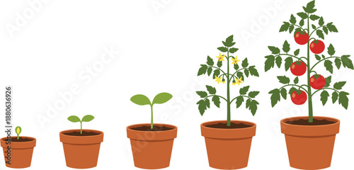 Educational vector illustration showing the growth stages of a tomato plant in terracotta pots from a germinating seed and seedling to harvest.