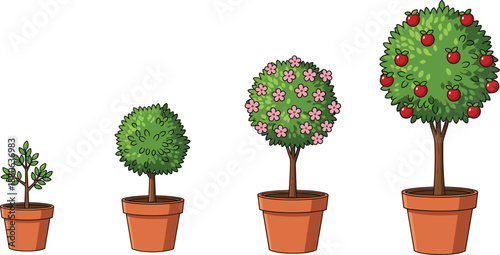 Flat vector illustration showing the growth stages of a flowering fruit tree in terracotta pots from a small sapling to a mature harvest.