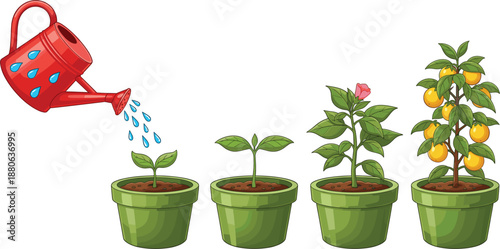 Educational vector illustration showing the growth stages of an orange fruit tree in green pots from watered seedling to mature harvest.