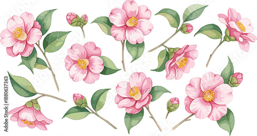 Elegant watercolor style vector set of pink camellia flowers and rose buds with green leaves isolated on white background for wedding stationary