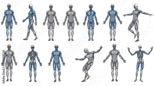 Multiple human body anatomy illustrations in various dynamic poses on white background from different viewpoints