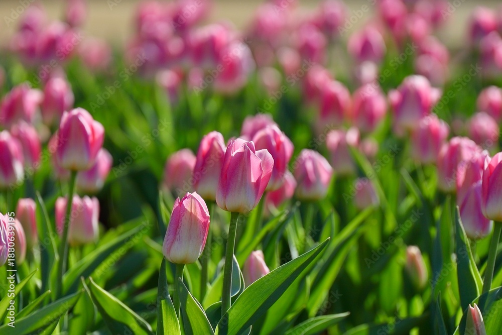 Fototapeta premium 春の光が降り注ぐピンクのチューリップ 川口市グリーンセンター