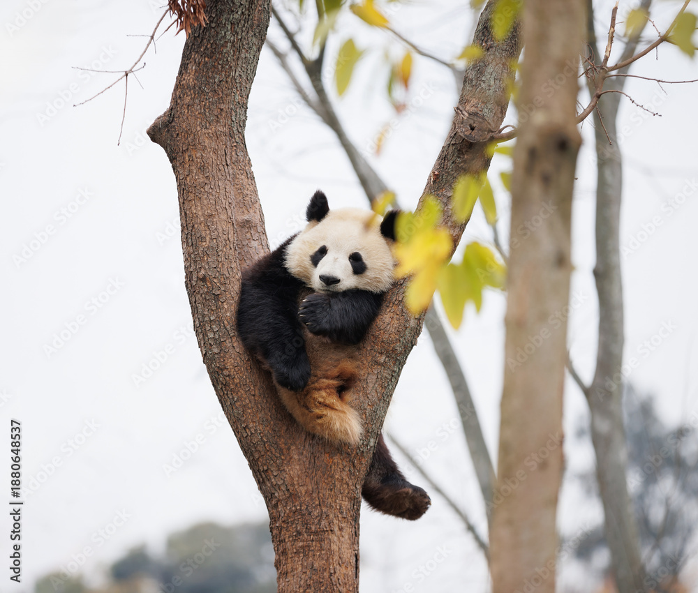 Fototapeta premium One giant panda baby sleeping on the tree