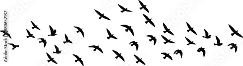 Flying bird silhouettes flock, birds in flight migration pattern, nature wildlife sky scene isolated white background vector illustration design set