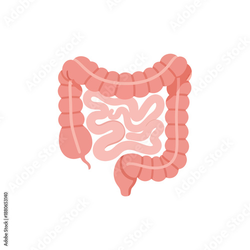 Detailed anatomical illustration of the human digestive system from a frontal viewpoint