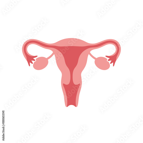 Illustration of female reproductive system anatomy viewed from the front