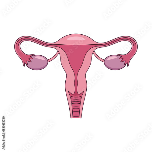 Detailed illustration of female reproductive system anatomy from a frontal viewpoint