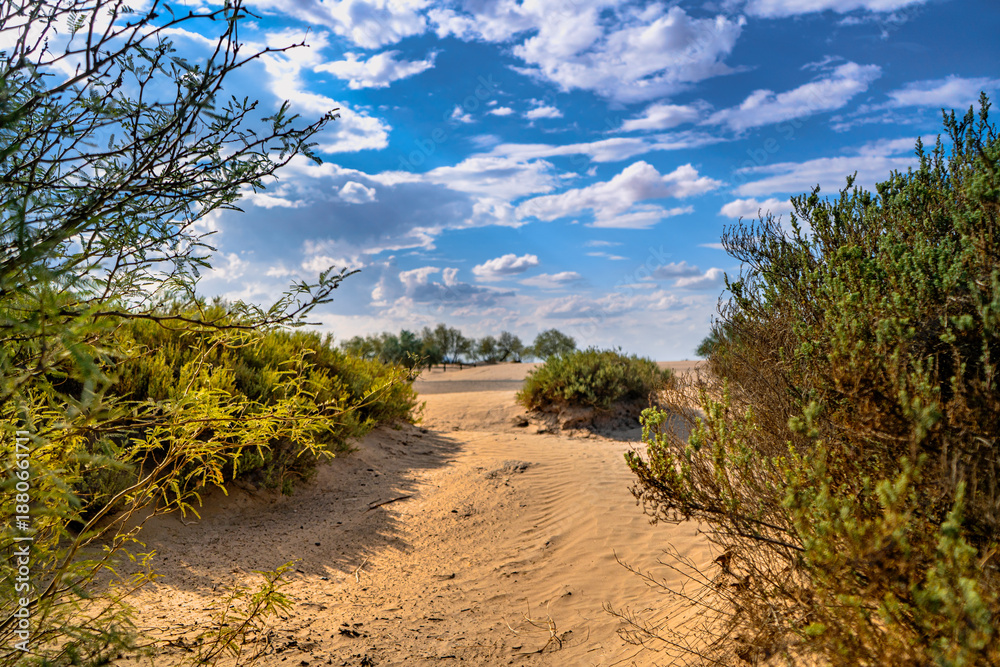 Obraz premium Wind Shaped Desert Sand Dune