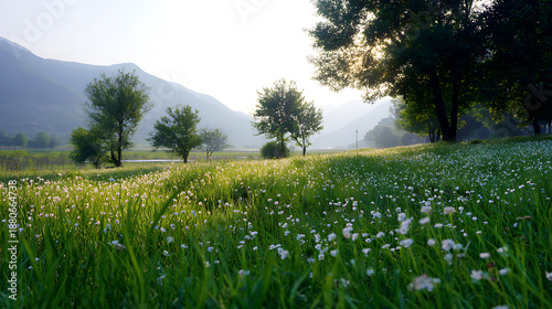 field of grass