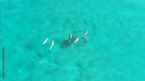 Fotografie Dolphins off the Yorke Peninsula South Australia
