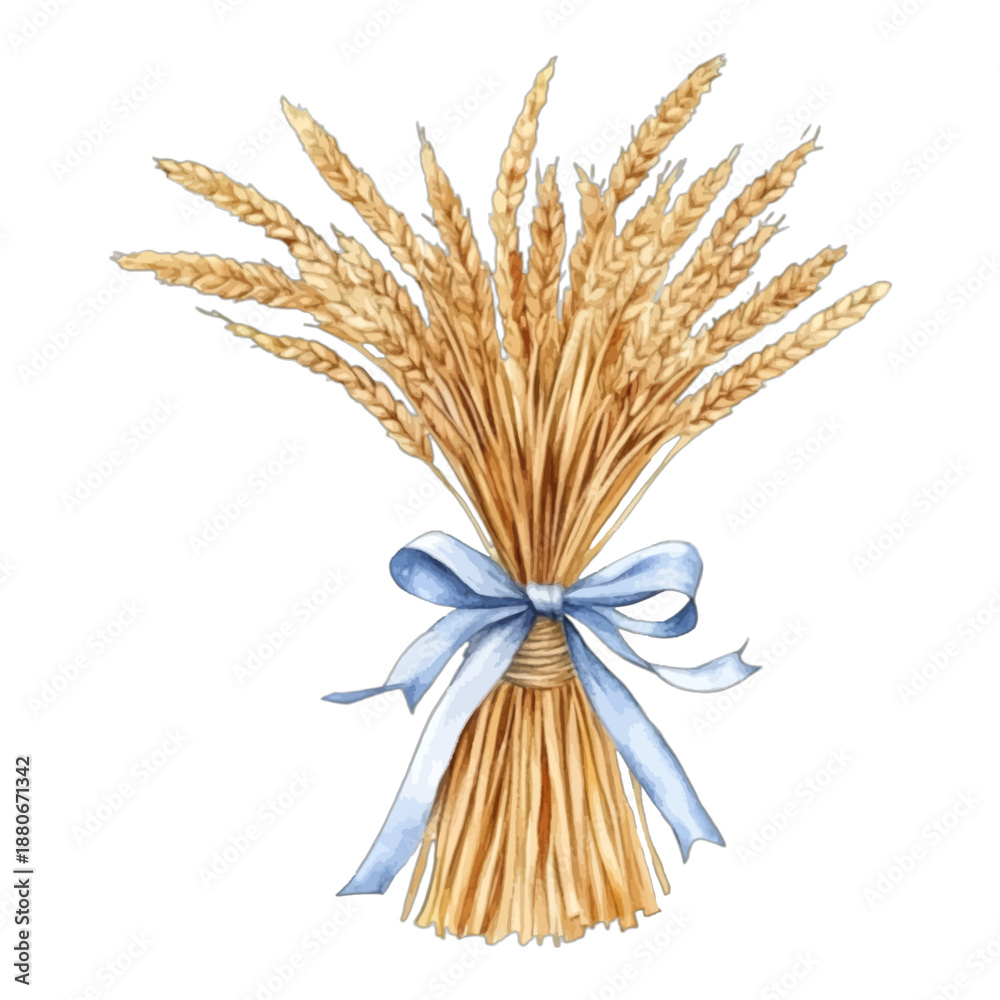 Fototapeta premium Watercolor Illustration of a Wheat Stalks Bundle Tied with a Blue Ribbon 