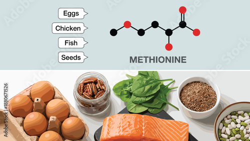 Methionine amino acid food sources illustration, eggs, chicken, fish and seeds, protein nutrition infographic with molecular structure for healthy diet concept