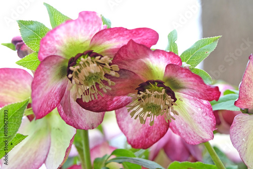 Pink and white Helleborus hybridus ‘Harvington picotee’ hybrid hellebore, Lenten rose, or snow rose in flower