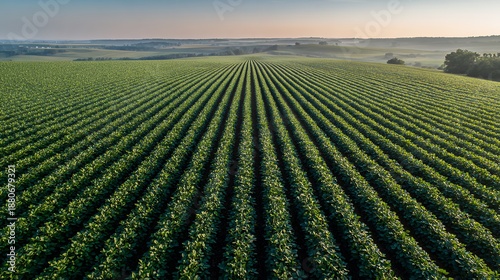 aerial view of vast soybean field plantation