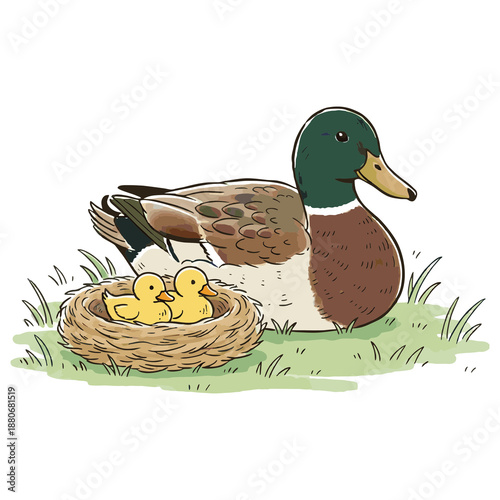 Cute Hand Drawn Duck and Ducklings Illustration Sitting on Grass Landscape