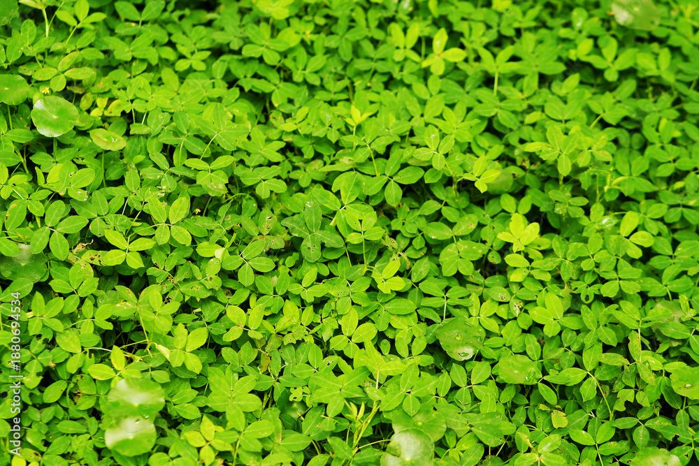 Fototapeta premium Dense Clover Ground Cover in Natural Light