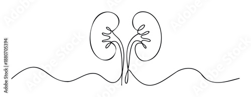 Stylized human kidney organs depicted in a minimalist continuous single line drawing technique, symbolizing health, anatomy, and medical care, perfect for health awareness campaigns and