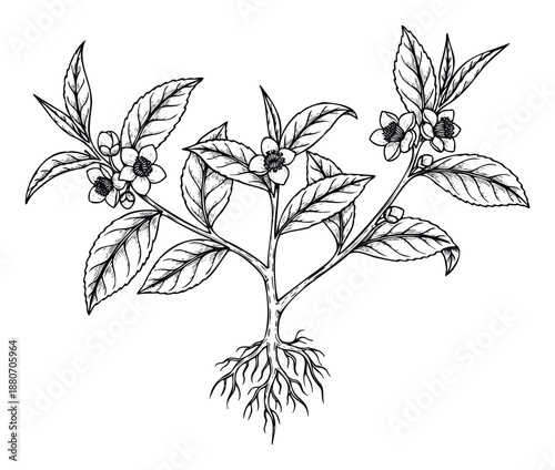 Detailed botanical sketch of a flowering tea plant showing leaves, blossoms, and roots, useful for natural product packaging, organic food labels, or health beverage advertising.