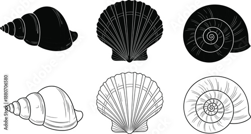 Black silhouettes and linear outlines of various sea shells including scallop and spiral snail shell isolated on white background for nautical summer beach design