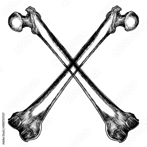 Crossed bones in engraved style. Detailed black and white vintage illustration. Monochrome vector artwork on white background.
