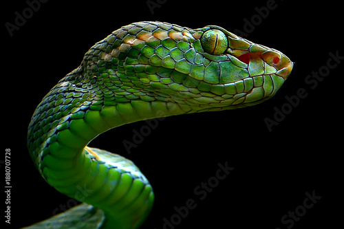 close up of a green snake