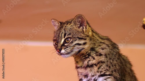 Relaxed Fishing Cat (Prionailurus viverrinus) Sitting and Grooming on a Log, Morning in Summer, 4K Close-Up – Halle (Saale) – Saxony-Anhalt – Germany