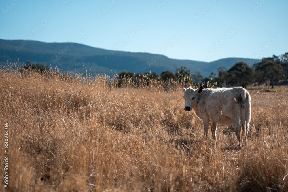 Obraz premium Sustainable agriculture being practiced storing carbon in the soil with cows and livestock. Herd of cattle portraits