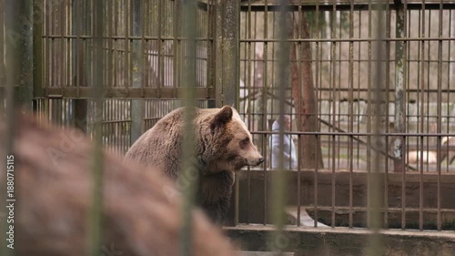 A grizzly bear is seen resting quietly in its enclosure at a local zoo during the afternoon. The enclosure is surrounded by metal bars.
