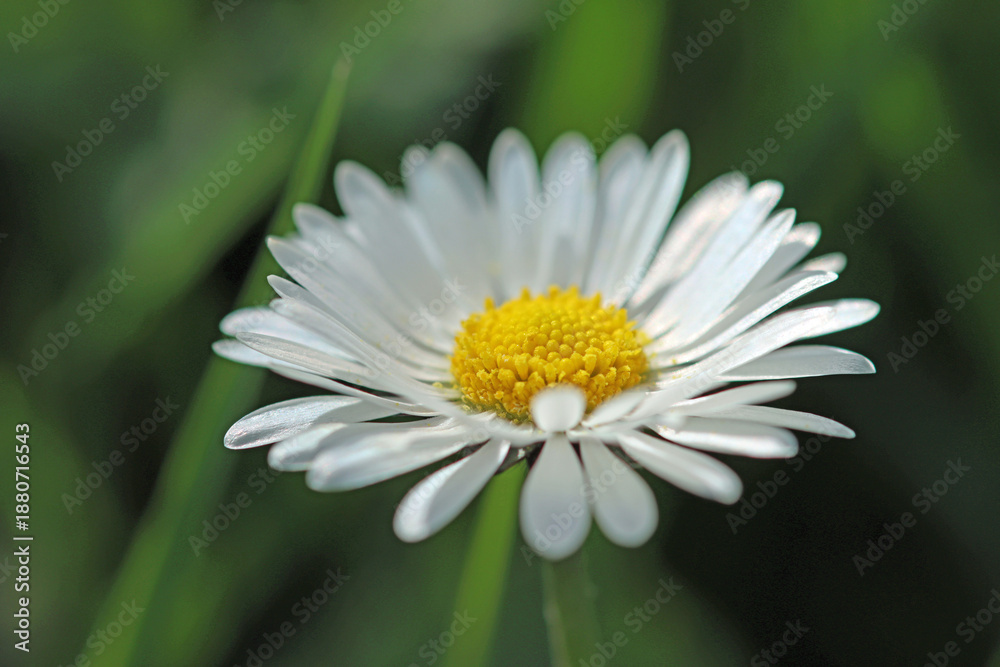 Fototapeta premium Bild 21