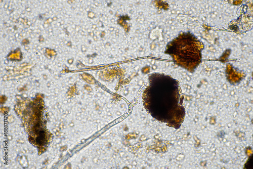 Foto Soil under the microscopy, looking at sand, silt and clay and soil biology, amoebae, fungi, fungal, microbes and nematodes in a cattle farm in australia