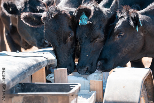 Billede på lærred cattle eating free choice mineral from a mineral cart in a farm, cattle lick blo