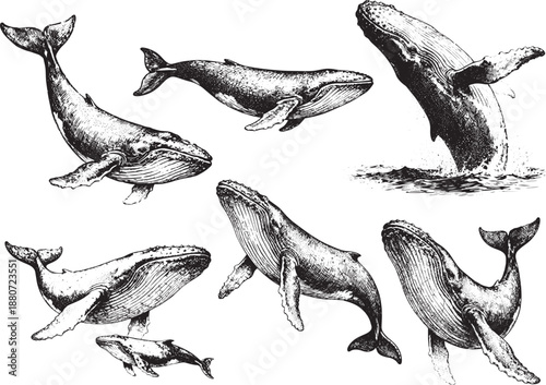 Hand drawn Whale illustration line set poses, detailed sketch vintage ink style