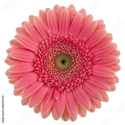 Vibrant pink gerbera daisy isolated on transparent background