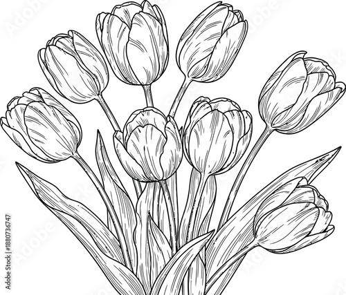 A black and white drawing of a plant with multiple buds