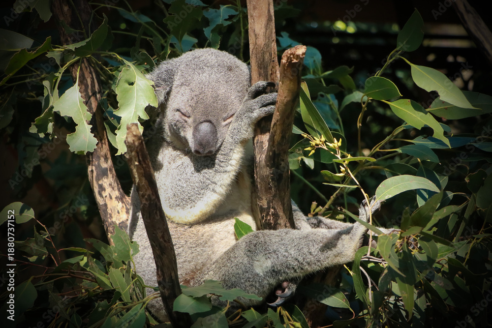 Fototapeta premium koala in a tree